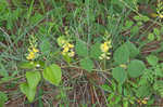 Prairie snoutbean